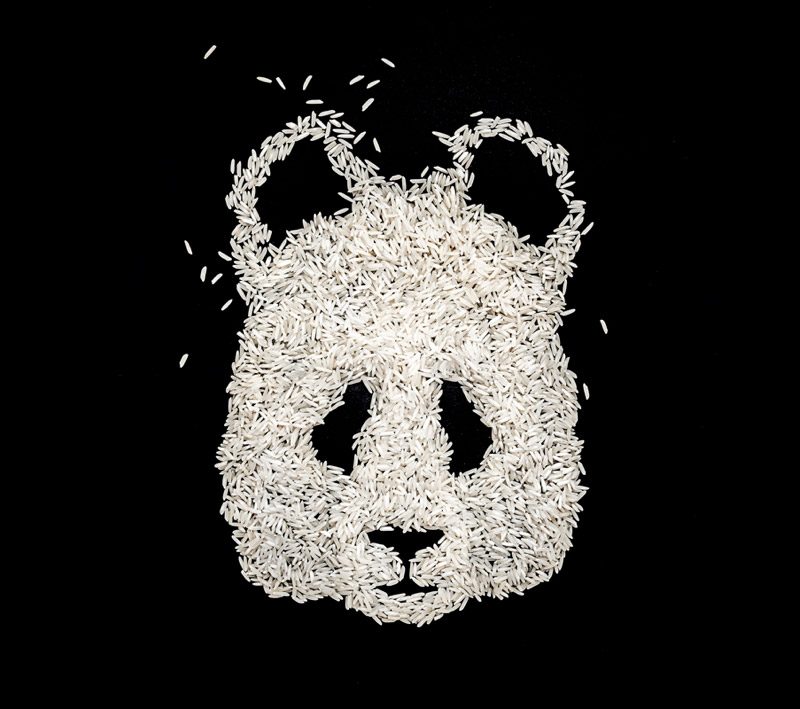 Ricebear / Domenic Bahmann / 2014